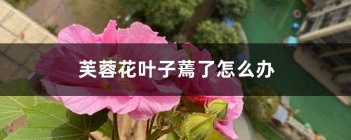 芙蓉花叶子蔫了怎么办