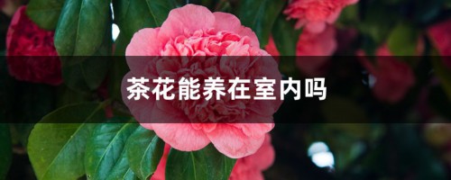 茶花能养在室内吗