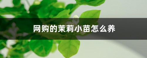 网购的茉莉小苗怎么养