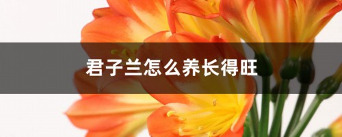 君子兰长得旺，全靠这“一勺油”，叶片挺立如箭，花苞艳！