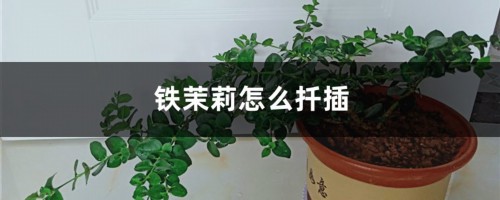 铁茉莉怎么扦插